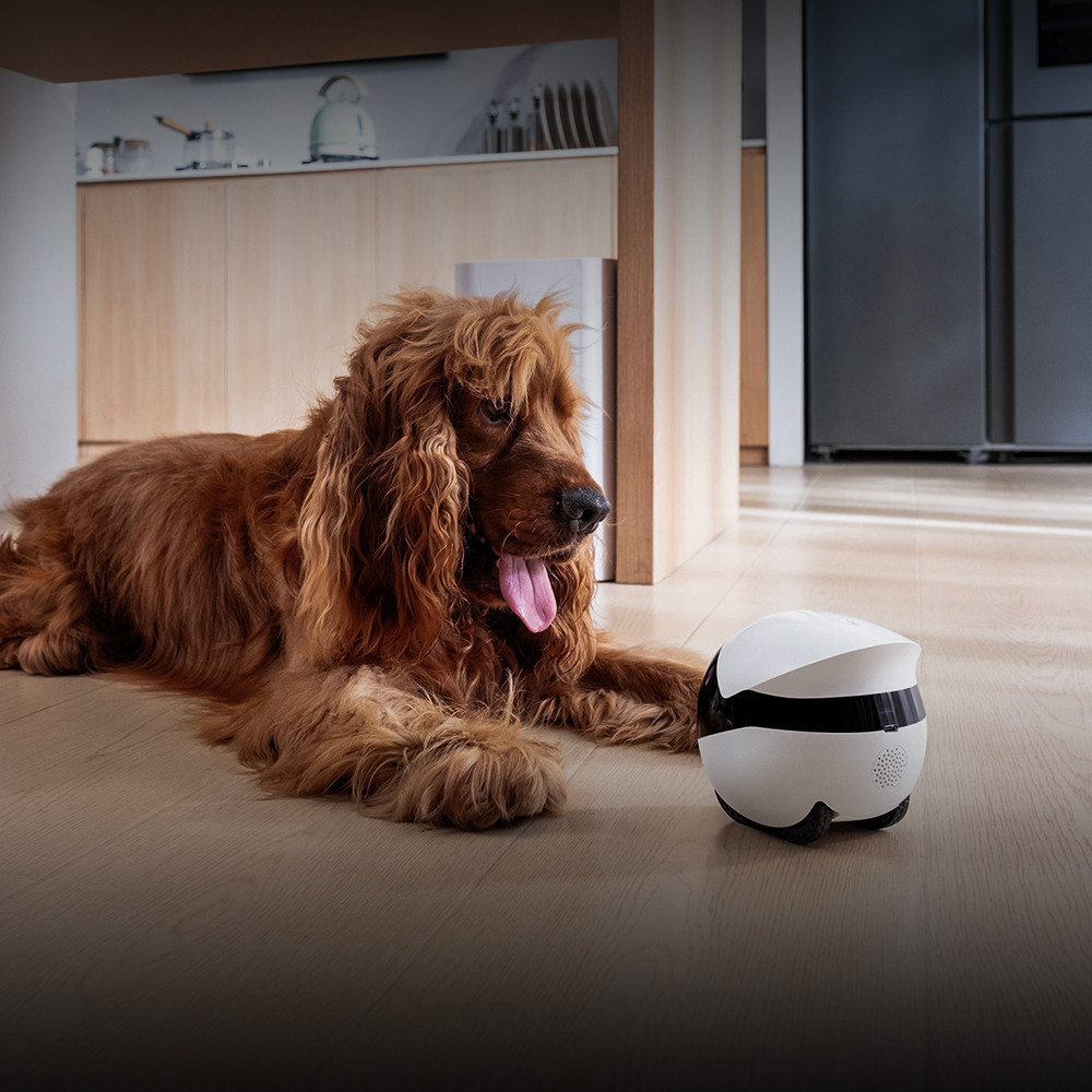 Moduri de divertisment pentru animalele de companie